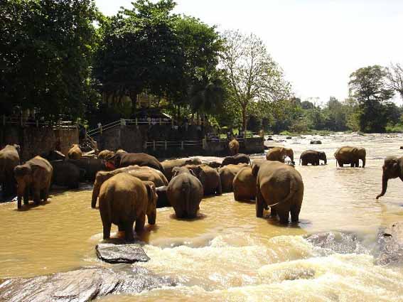 斯里蘭卡4晚6天**升級2晚海邊5星酒店**