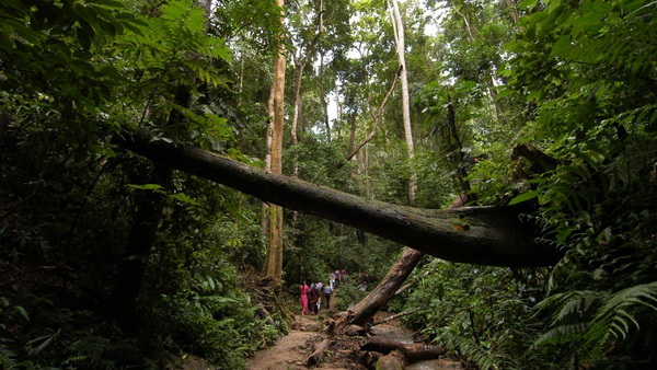 昆明九鄉(xiāng)、西雙版納、中緬邊境雙飛6日