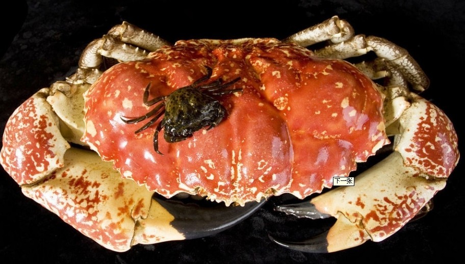 澳大利亞、新西蘭12日**海豚島の捕蟹探險のSKY