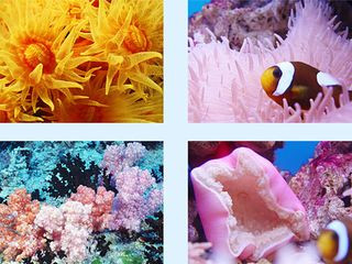 <strong><font color='#0000FF'>大連、旅順、圣亞極地海洋館一臥一飛三日</font></strong>