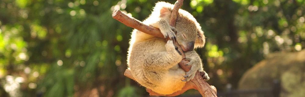澳一地9日**大堡礁心臟漢密爾頓島の電影世界の