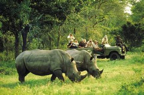 <南非10日游>1晚奧茨頌，克魯格公園， 船游珊瑚