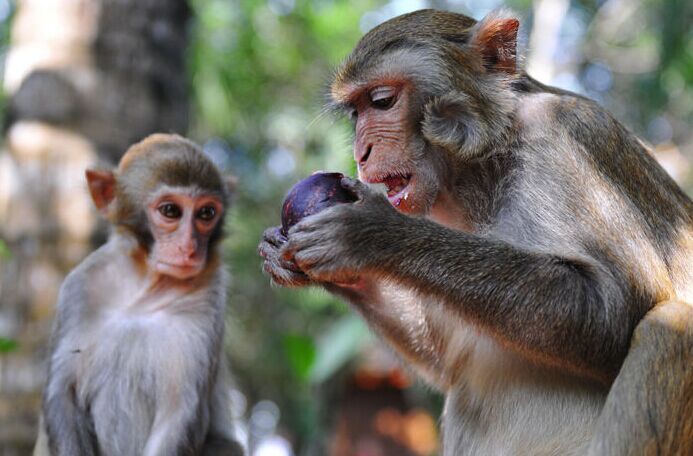 西島.椰田古寨.南灣猴島雙飛5日